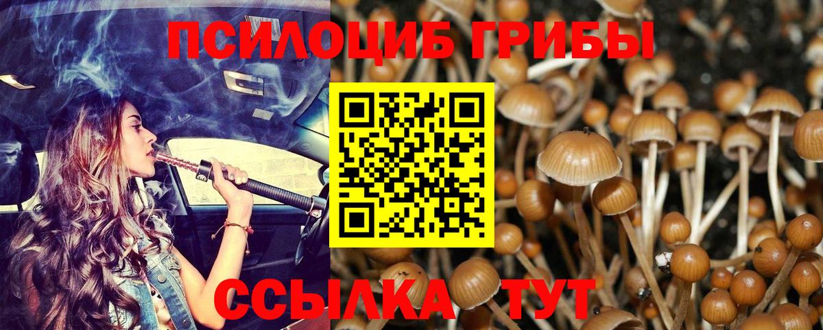 Псилоцибиновые грибы прущие грибы Горно-Алтайск