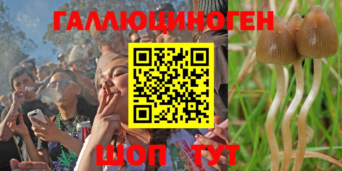 Горно-Алтайск  Псилоцибиновые грибы GOLDEN TEACHER  Вход с VPN 